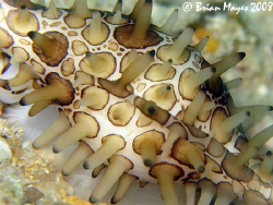 This Shuttlecock Egg Cowrie_(Volva volva) is carnivorous ... by Brian Mayes 
